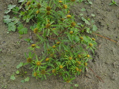 Bidens radiata