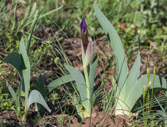 Iris glaucescens
