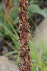 Disa chrysostachya