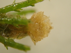 Chara aculeolata