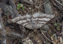 Isturgia murinaria