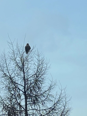 Buteo lagopus