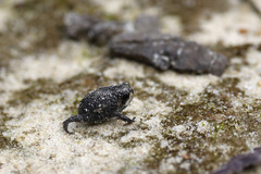 Breviceps