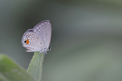 Eicochrysops messapus