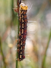 Hecatesia fenestrata