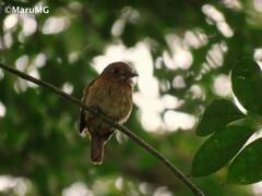 Malacoptila panamensis