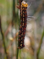 Hecatesia fenestrata
