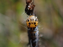 Hecatesia fenestrata