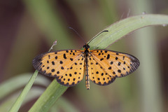 Pardopsis punctatissima