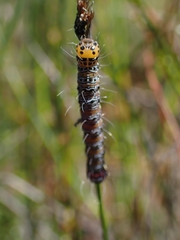 Hecatesia fenestrata