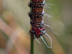 Hecatesia fenestrata