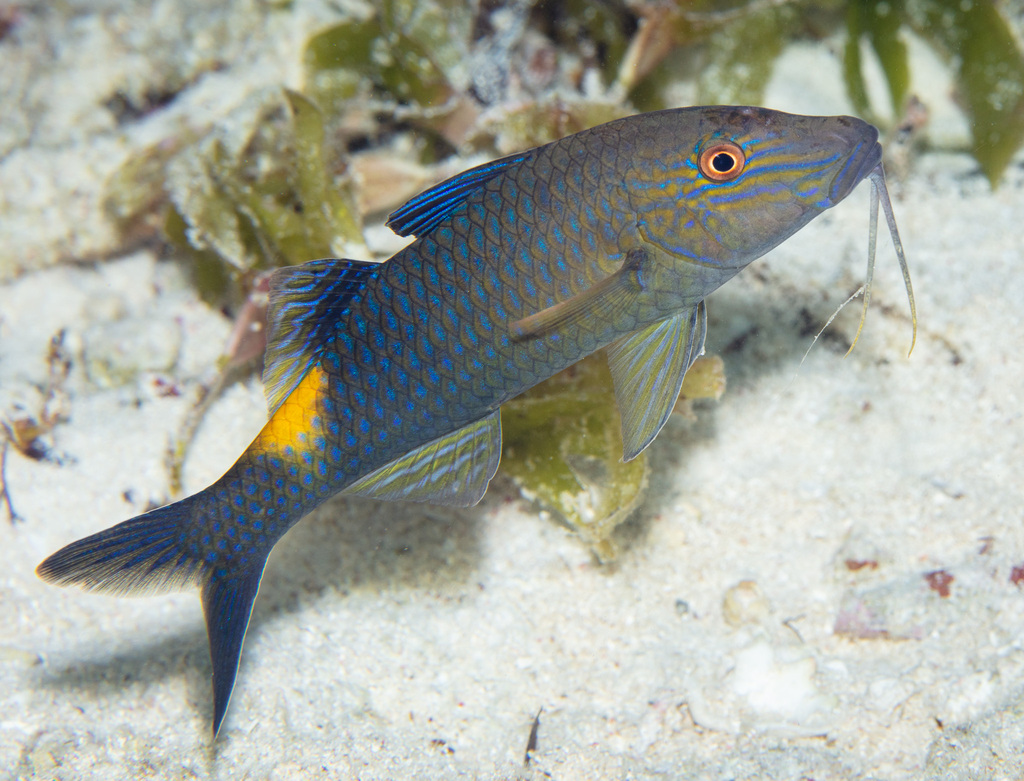 Gold-Saddle Goatfish