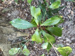 Ardisia cornudentata