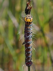 Hecatesia fenestrata