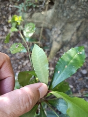 Ardisia cornudentata
