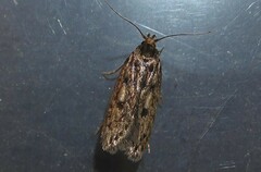 Hofmannophila pseudospretella