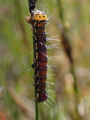 Hecatesia fenestrata