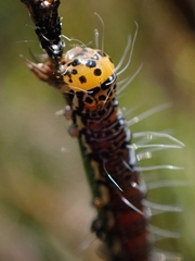 Hecatesia fenestrata
