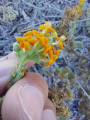 Manulea tomentosa