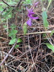 Orchis anatolica
