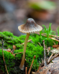 Mycena viridimarginata