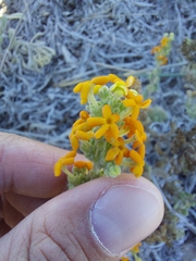 Manulea tomentosa