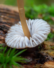 Mycena viridimarginata