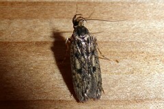 Hofmannophila pseudospretella