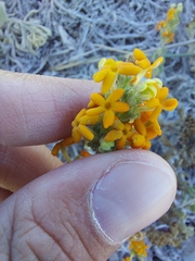 Manulea tomentosa
