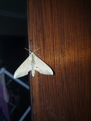 Pseudoclanis postica