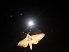 Pseudoclanis postica