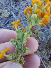 Manulea tomentosa