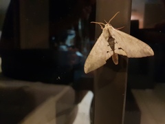 Pseudoclanis postica