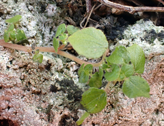 Parietaria debilis