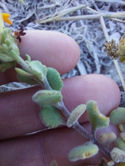 Manulea tomentosa
