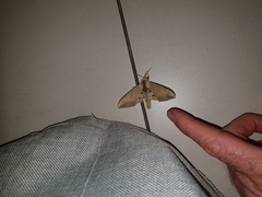 Pseudoclanis postica