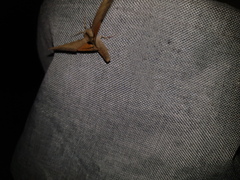 Pseudoclanis postica