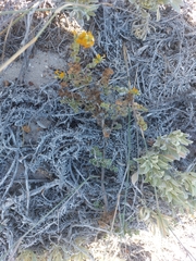 Manulea tomentosa