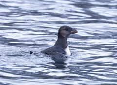Fratercula corniculata