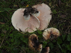 Lactarius controversus