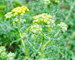 Eriophyllum staechadifolium