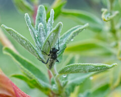 Bibio albipennis