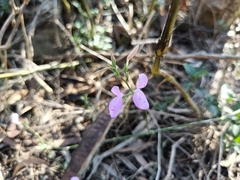 Hypoestes cumingiana