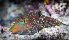 Canthigaster papua