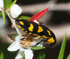 Castiarina octospilota