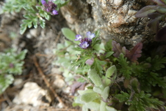 Verbena supina
