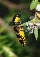 Castiarina octospilota