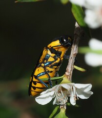 Castiarina octospilota