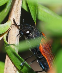 Castiarina erythroptera