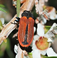 Castiarina erythroptera